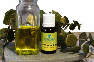  Charakteristika eukalyptového oleje