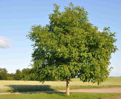  Walnut tree