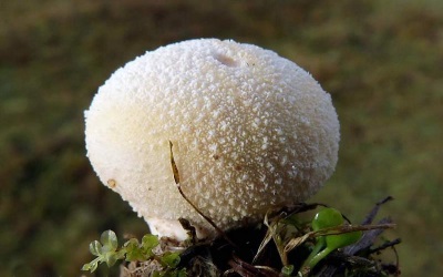  Ang mushroom rain cover ay kabilang sa pamilya ng champignon