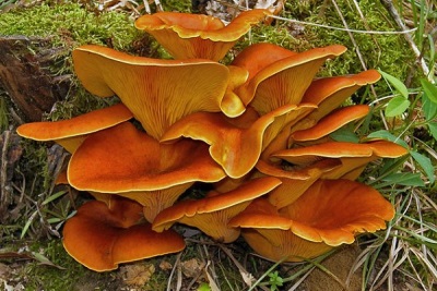  Omphalotus mushroom