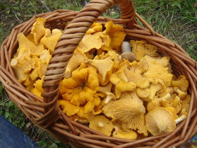  Chanterelle Fresh Mushrooms