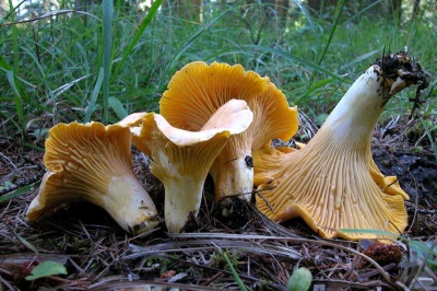  Chanterelle mushroom cultivation