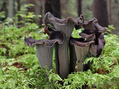  Chanterelle grey mushroom