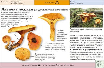  Chanterelle mushroom false