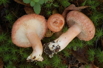  Volushka mushroom leg