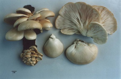  Mga katangian ng mga mushroom ng talaba