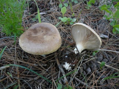  Ulam oyster mushroom