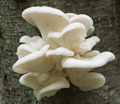  Ang mga mushroom ng oyster ay lumalaki sa kahoy at karaniwan sa Russia