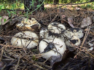  Ang mga mushroom ng gatas ay kumakalat sa mga nangungulag at halo-halong kagubatan sa hilagang rehiyon ng Russia.