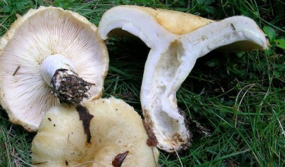  Ang mga mushroom ng gatas ay lubos na pinahahalagahan dahil sa kanilang masaganang komposisyon ng kemikal.