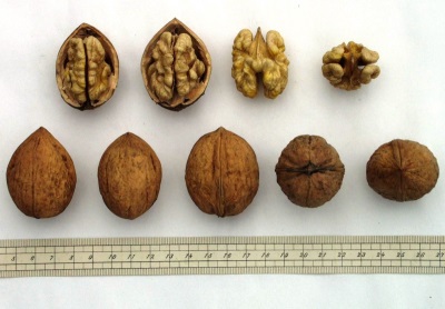  Pagpili ng mga walnuts para sa planting