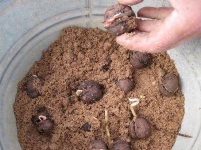  Lumalagong mga walnuts sa bahay