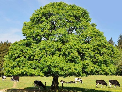  Chestnut tree