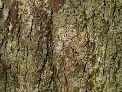  Chestnut bark