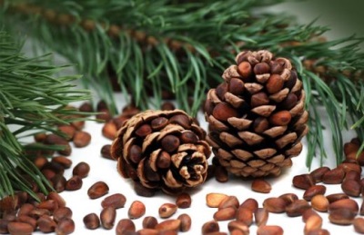  Pine nuts para sa pagpapagaling sa katawan