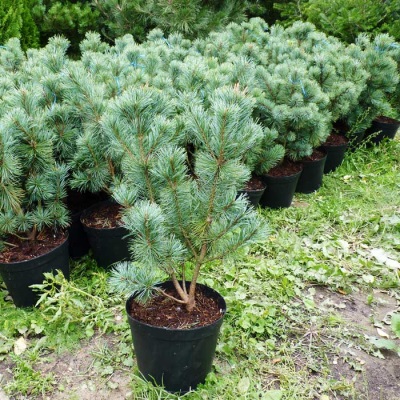  Lumalagong pine cedar sa bahay