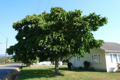  Ang manchurian walnut tree ay lumalaki na rin sa mga temperate na klima