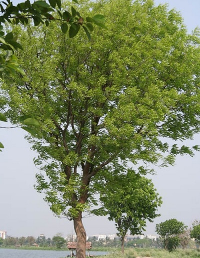  Manchurian Tree