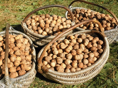  Ang mga walnut ay dapat na naka-imbak para sa ilang buwan upang makabuo ng mantikilya.