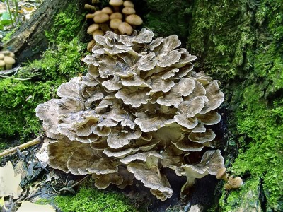 Meytake mushroom (maitake o ram mushroom)