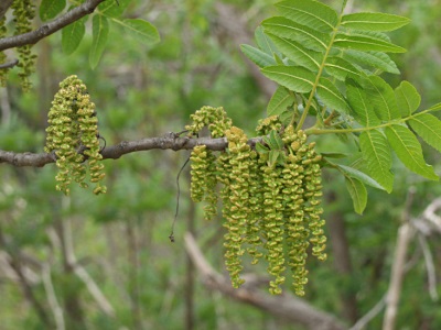  Listy a květy černého ořechu