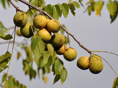  Black walnut fruit