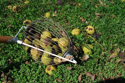  Sběr černého ořechu speciálními nástroji