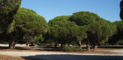  Visvairāk Pinea audzē Itālijā, Turcijā un Spānijā.