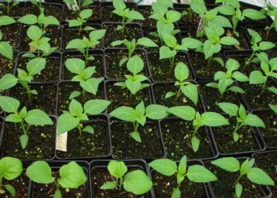  Paprika seedlings