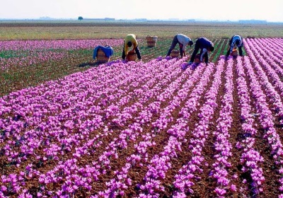  Saffron Plantations sa Spain