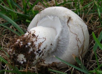  Mushroom stem