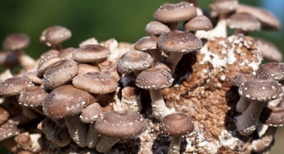  Ang mga mushroom ng Shiitake ay may malaking listahan ng mga kapaki-pakinabang na katangian para sa katawan.