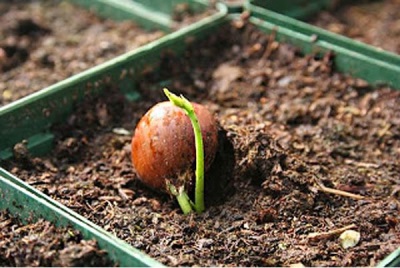  Hazelnut Hazelnut Sprouting