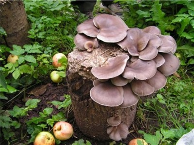  Lumalagong mga mushroom sa oyster sa mga tala o mga stump