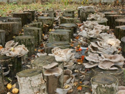  Ang inani ng mga mushroom ng oyster ay lumaki nang artipisyal sa mga stump at mga tala