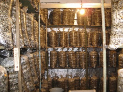  Ang panahon ng pagpapapisa ng itlog para sa oyster mushroom ay tumatagal ng hanggang 25 araw