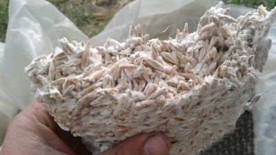  Mycelium oyster