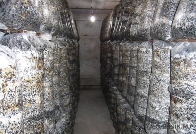  Oyster Cultivation Room