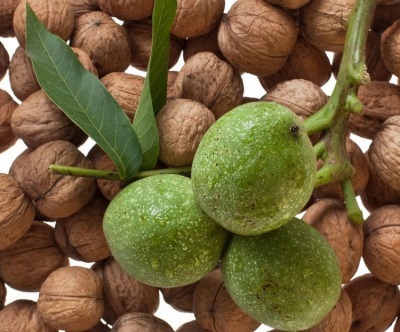 Green walnut ay mayaman sa iba't ibang mga kapaki-pakinabang na bitamina at micro at macro elemento