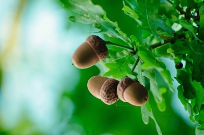  Magandang acorns