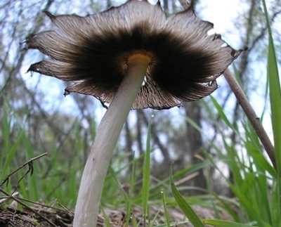  Popis houbové houby