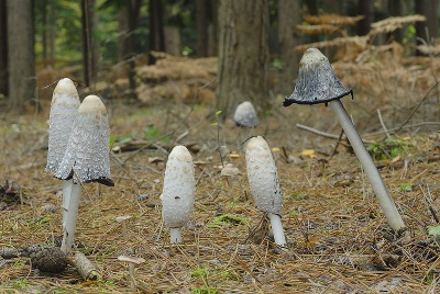  Ang mga dumi ng mushroom ay lumalaki sa lupa na mayaman sa halaman