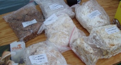  Lumalagong truffles (truffle mycelium)