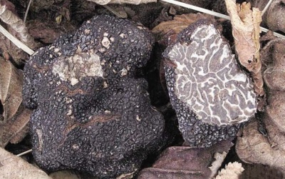  Winter truffle