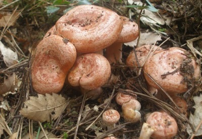  Ryzhiki - napaka-karaniwang mushroom sa pine at pustura mushroom