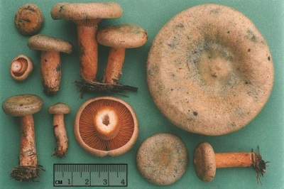  Mga katangian ng mushroom mushroom