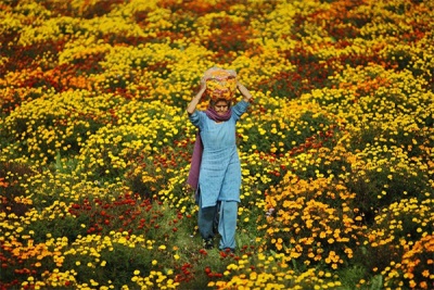  Marigold Fields sa India