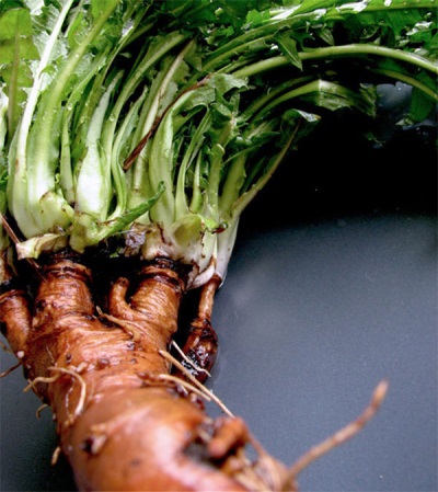  Dandelion Root Slimming