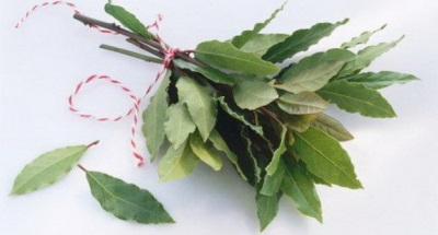  Laurel leaf