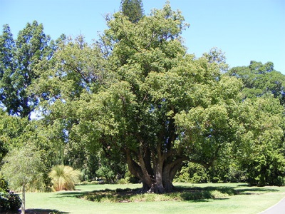  Laurel koks Āfrikā